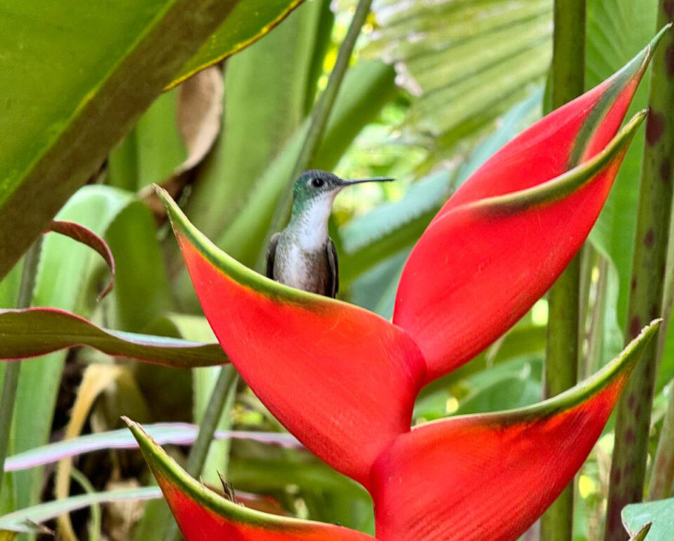 How Best to Plant for Butterflies and Hummingbirds