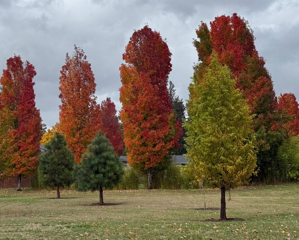 Planting Trees with Purpose: What to Consider